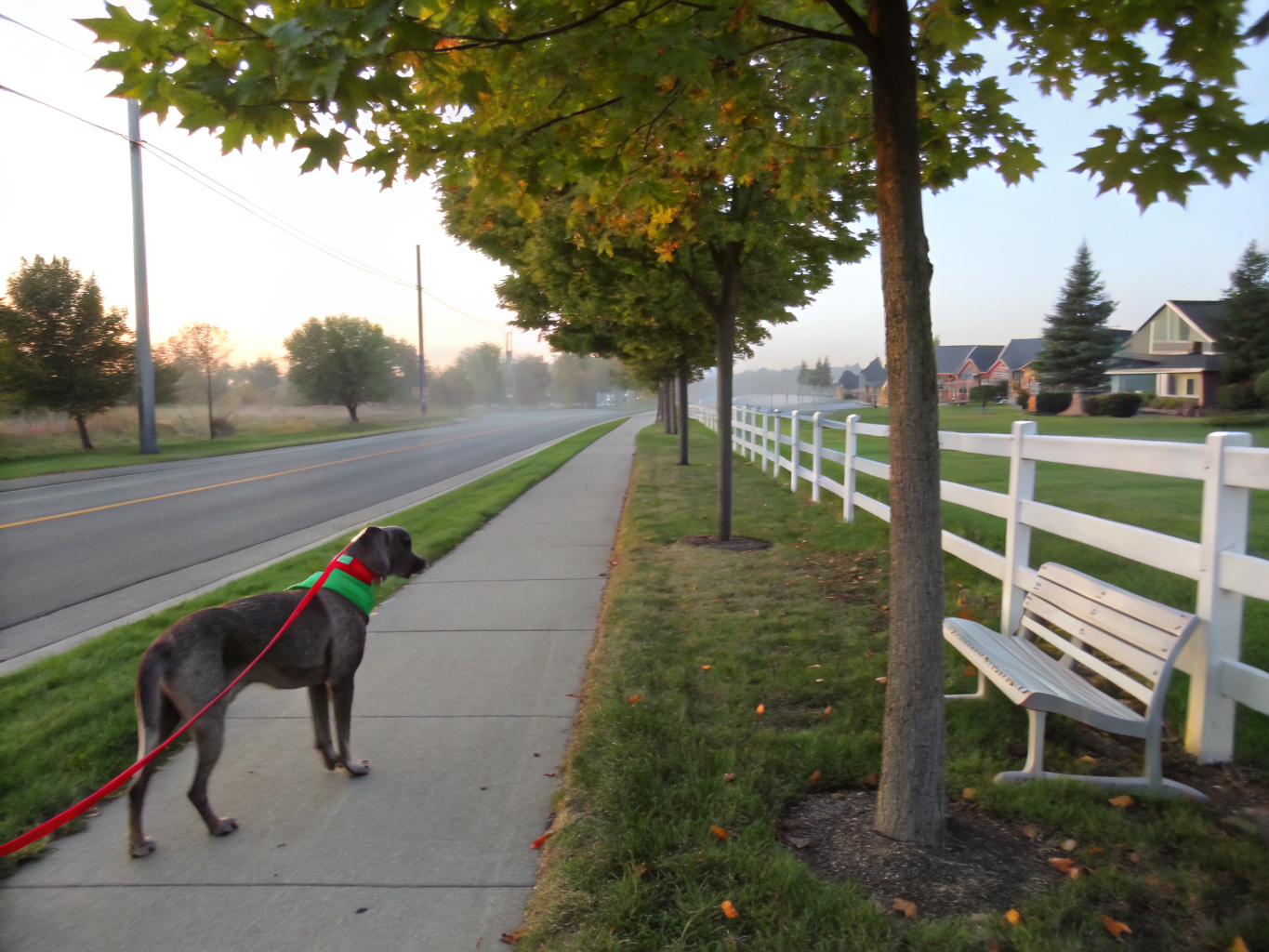 Healthy adult dog in an urban park