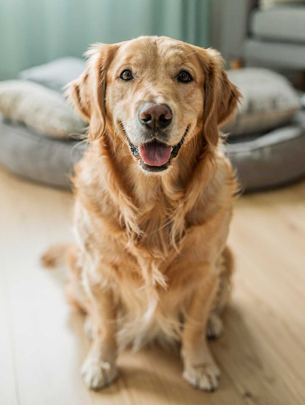 Smiling Golden Retriever after its exam