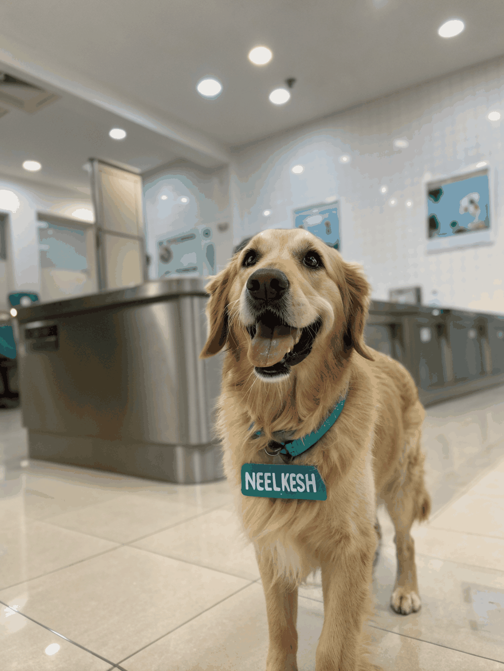 Labrador with sparkling clean teeth