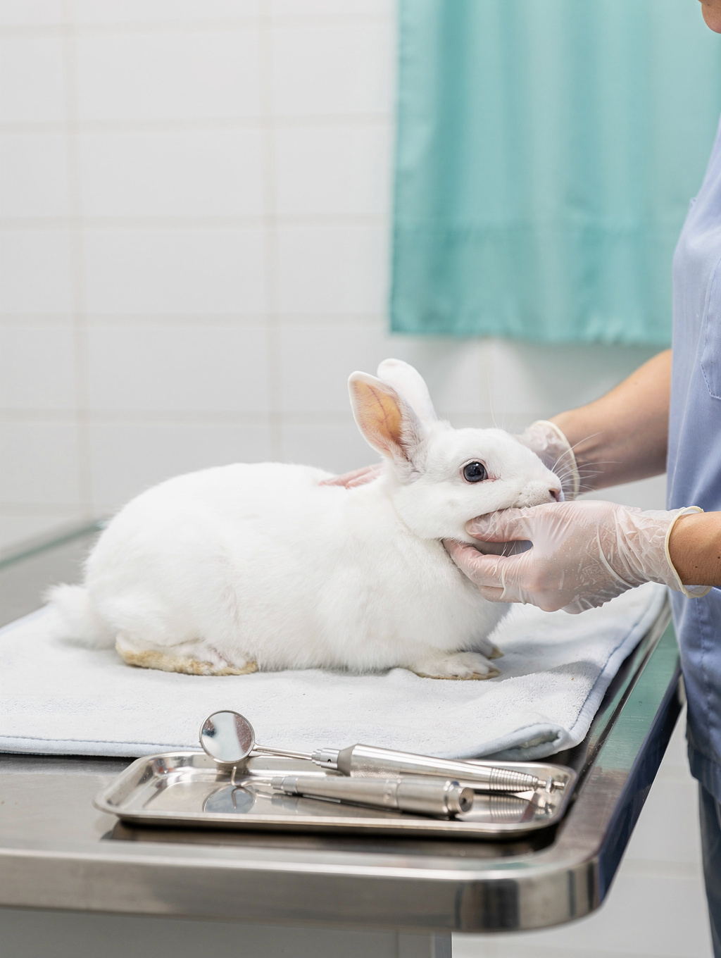 Rabbit receiving specialized care