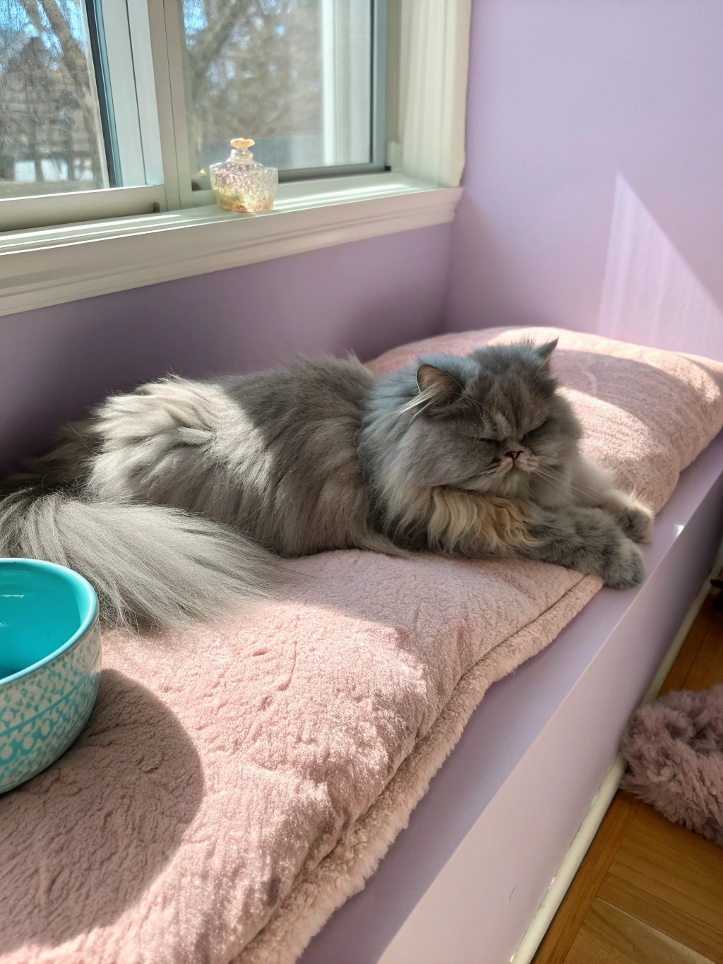Siamese cat fully recovered